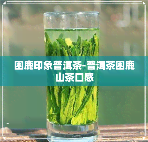 困鹿印象普洱茶-普洱茶困鹿山茶口感