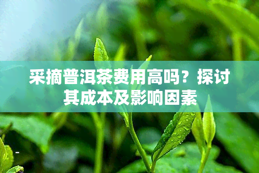 采摘普洱茶费用高吗？探讨其成本及影响因素