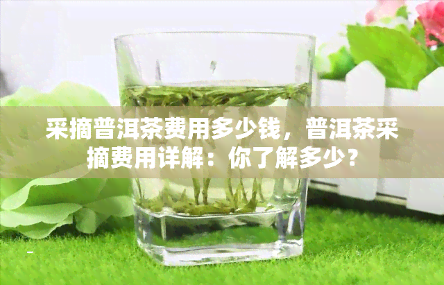 采摘普洱茶费用多少钱，普洱茶采摘费用详解：你了解多少？