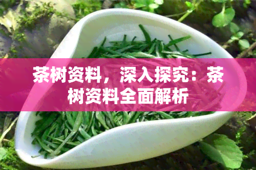 茶树资料，深入探究：茶树资料全面解析