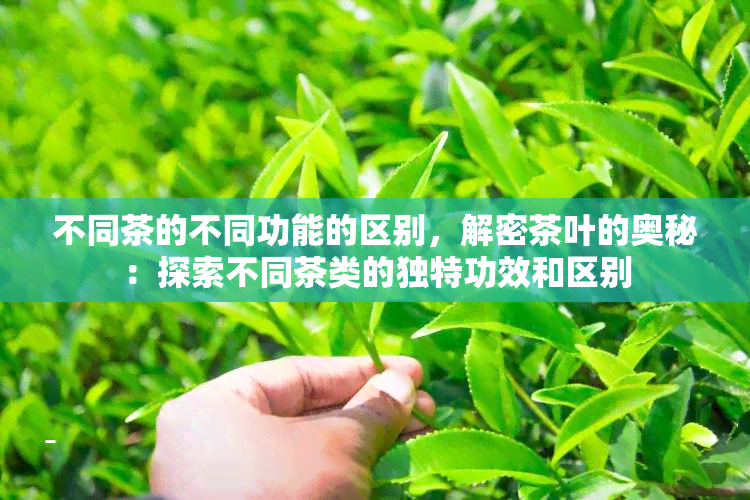 不同茶的不同功能的区别，解密茶叶的奥秘：探索不同茶类的独特功效和区别