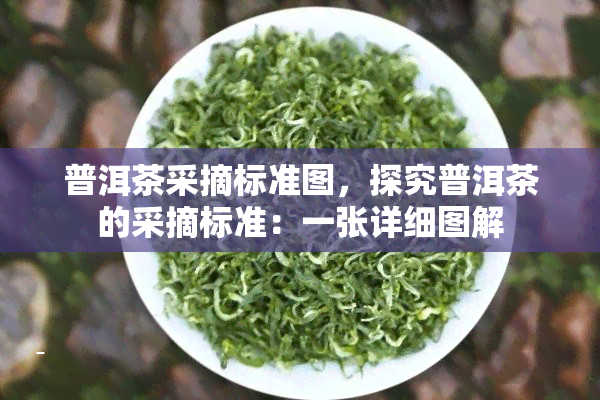 普洱茶采摘标准图，探究普洱茶的采摘标准：一张详细图解