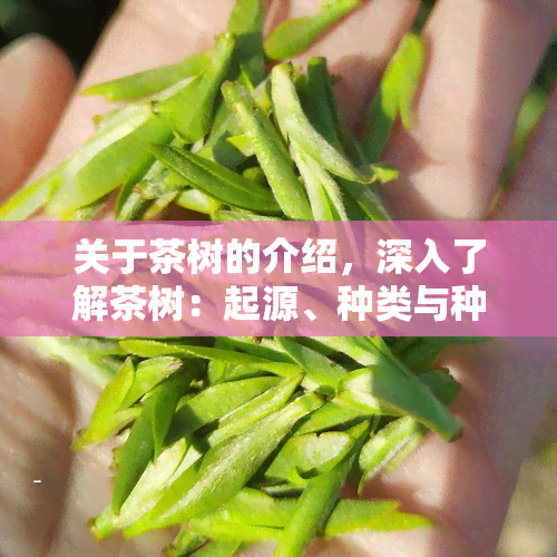 关于茶树的介绍，深入了解茶树：起源、种类与种植知识