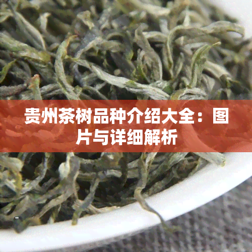 贵州茶树品种介绍大全：图片与详细解析