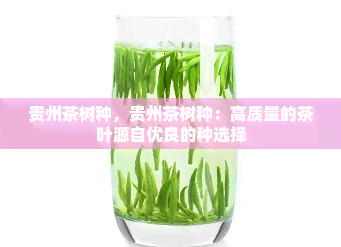 贵州茶树种，贵州茶树种：高质量的茶叶源自优良的种选择