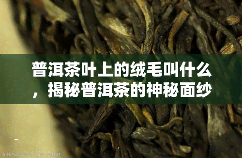 普洱茶叶上的绒毛叫什么，揭秘普洱茶的神秘面纱：茶叶上的绒毛究竟为何物？