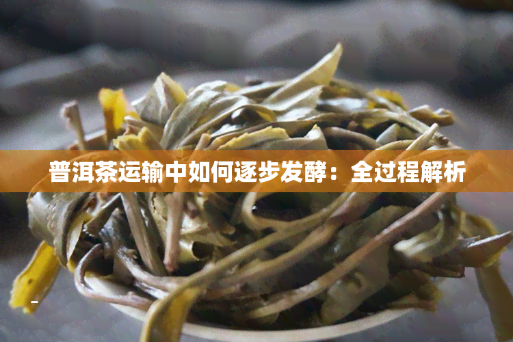 普洱茶运输中如何逐步发酵：全过程解析