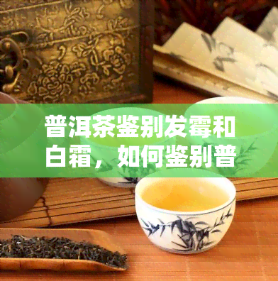 普洱茶鉴别发霉和白霜，如何鉴别普洱茶的发霉与白霜？