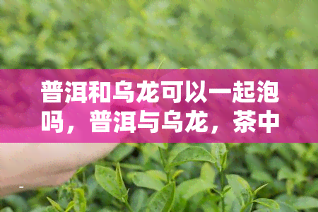 普洱和乌龙可以一起泡吗，普洱与乌龙，茶中佳侣？能否一起冲泡？