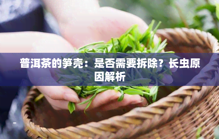 普洱茶的笋壳：是否需要拆除？长虫原因解析