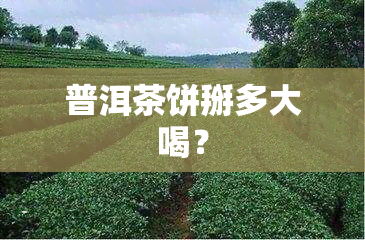 普洱茶饼掰多大喝？