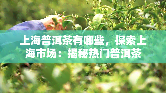 上海普洱茶有哪些，探索上海市场：揭秘热门普洱茶