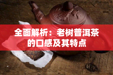 全面解析：老树普洱茶的口感及其特点