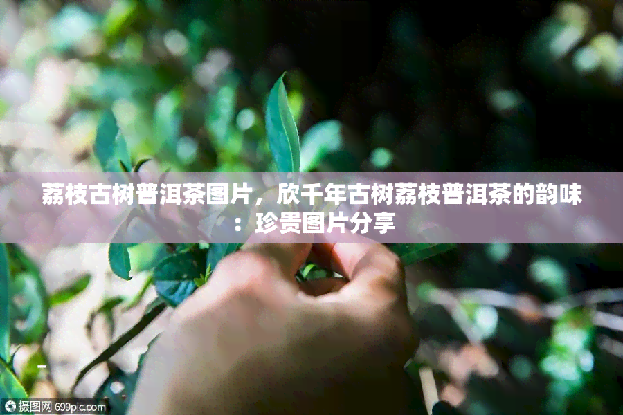 荔枝古树普洱茶图片，欣千年古树荔枝普洱茶的韵味：珍贵图片分享