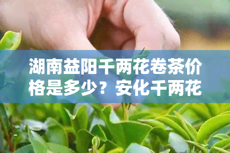 湖南益阳千两花卷茶价格是多少？安化千两花卷茶和饼的价格又是多少呢？