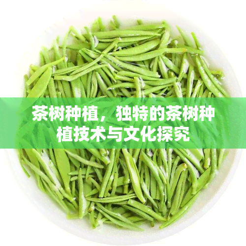 茶树种植，独特的茶树种植技术与文化探究