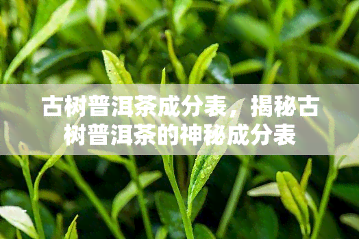 古树普洱茶成分表，揭秘古树普洱茶的神秘成分表