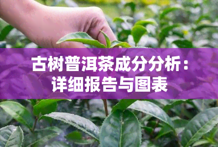 古树普洱茶成分分析：详细报告与图表