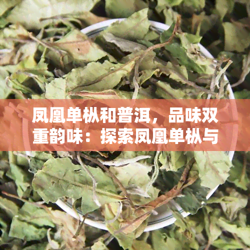 凤凰单枞和普洱，品味双重韵味：探索凤凰单枞与普洱的独特魅力