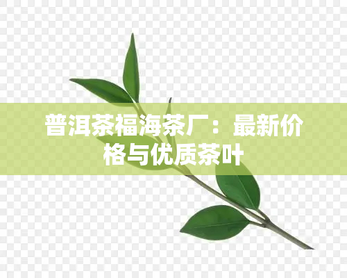 普洱茶福海茶厂：最新价格与优质茶叶