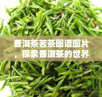 普洱茶茗茶图谱图片，探索普洱茶的世界：茗茶图谱的视觉之旅