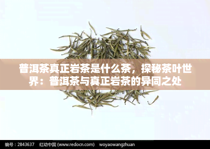 普洱茶真正岩茶是什么茶，探秘茶叶世界：普洱茶与真正岩茶的异同之处