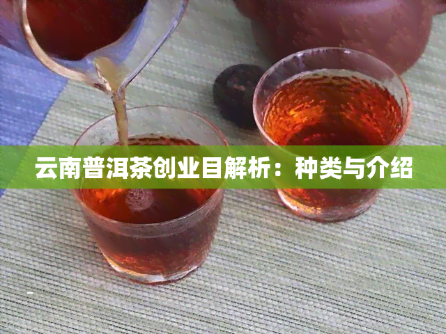 云南普洱茶创业目解析：种类与介绍