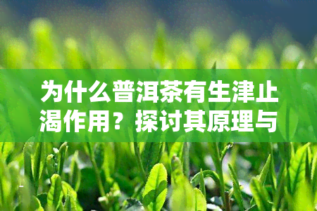 为什么普洱茶有生津止渴作用？探讨其原理与功效