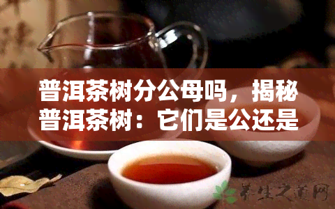 普洱茶树分公母吗，揭秘普洱茶树：它们是公还是母？