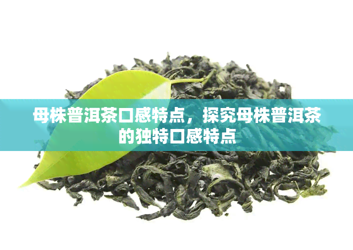 母株普洱茶口感特点，探究母株普洱茶的独特口感特点