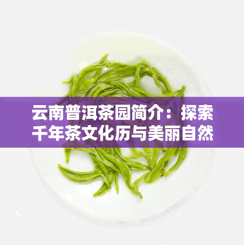 云南普洱茶园简介：探索千年茶文化历与美丽自然风光