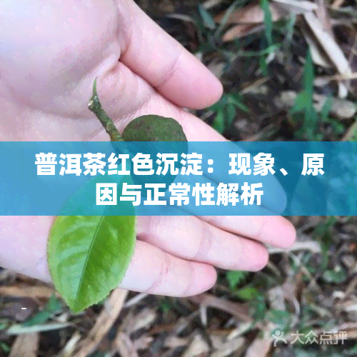 普洱茶红色沉淀：现象、原因与正常性解析