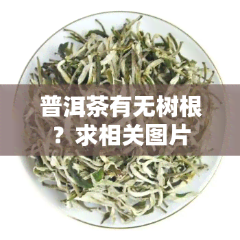 普洱茶有无树根？求相关图片