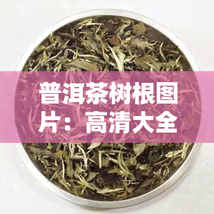 普洱茶树根图片：高清大全展示