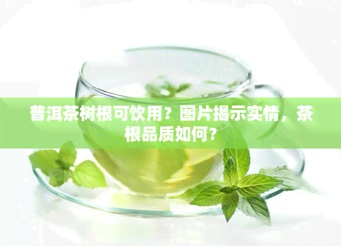 普洱茶树根可饮用？图片揭示实情，茶根品质如何？