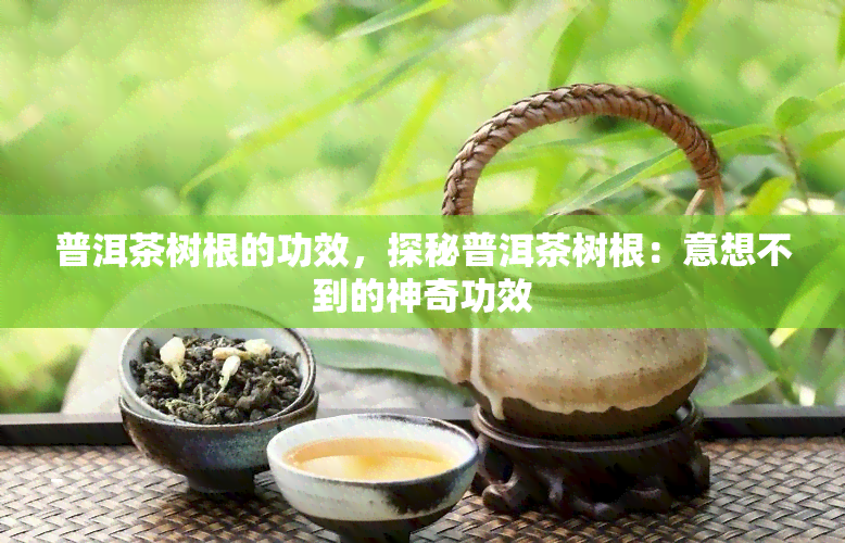 普洱茶树根的功效，探秘普洱茶树根：意想不到的神奇功效