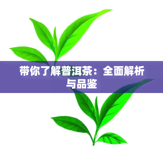 带你了解普洱茶：全面解析与品鉴