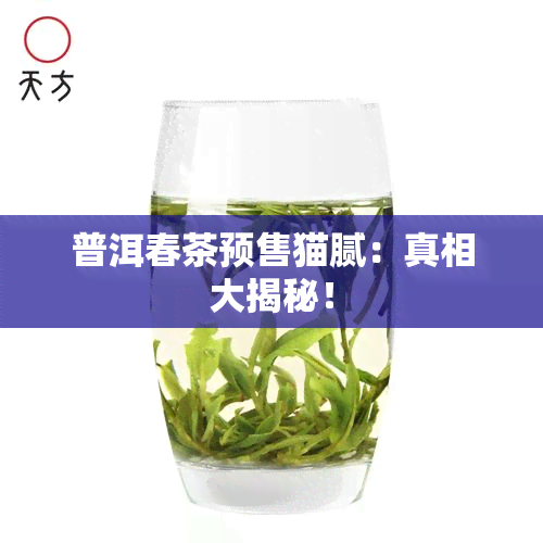 普洱春茶预售猫腻：真相大揭秘！