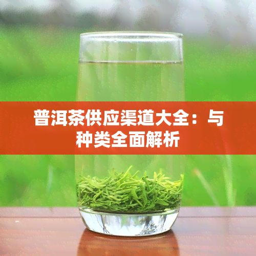 普洱茶供应渠道大全：与种类全面解析