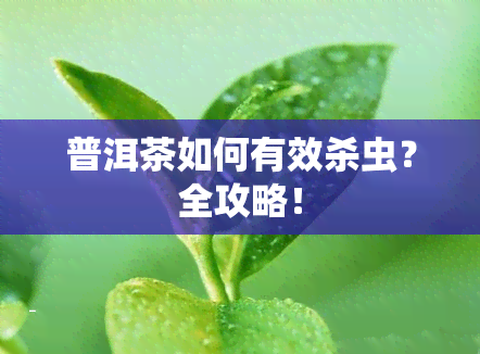 普洱茶如何有效杀虫？全攻略！