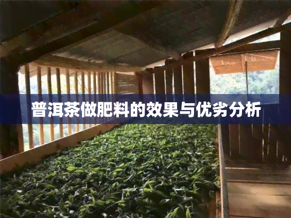 普洱茶做肥料的效果与优劣分析