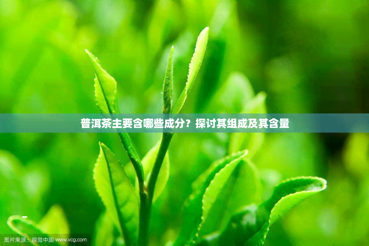 普洱茶主要含哪些成分？探讨其组成及其含量