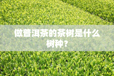 做普洱茶的茶树是什么树种？