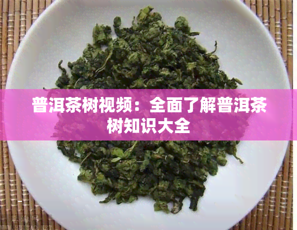 普洱茶树视频：全面了解普洱茶树知识大全