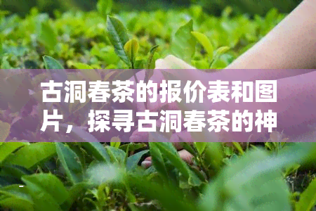 古洞春茶的报价表和图片，探寻古洞春茶的神秘魅力：报价表与图片全览