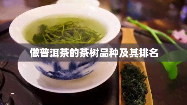 做普洱茶的茶树品种及其排名