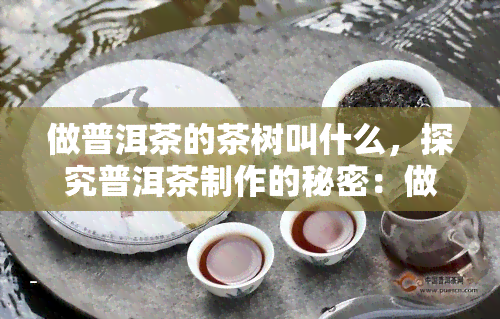 做普洱茶的茶树叫什么，探究普洱茶制作的秘密：做普洱茶的茶树叫什么？