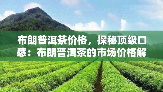 布朗普洱茶价格，探秘顶级口感：布朗普洱茶的市场价格解析