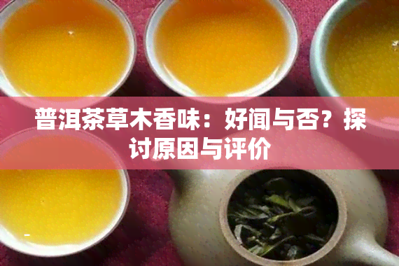 普洱茶草木香味：好闻与否？探讨原因与评价