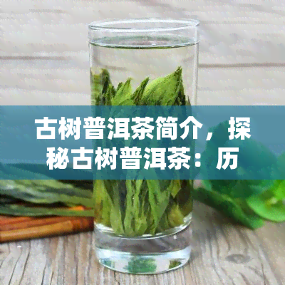 古树普洱茶简介，探秘古树普洱茶：历、特点与品鉴方法